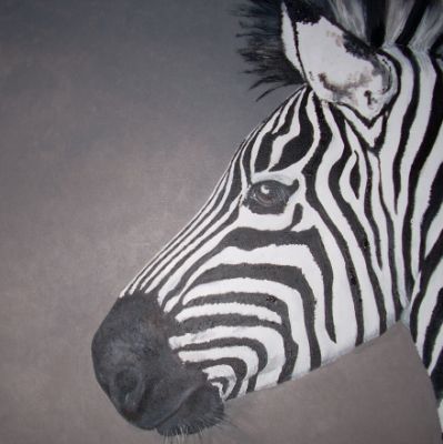 Zebra